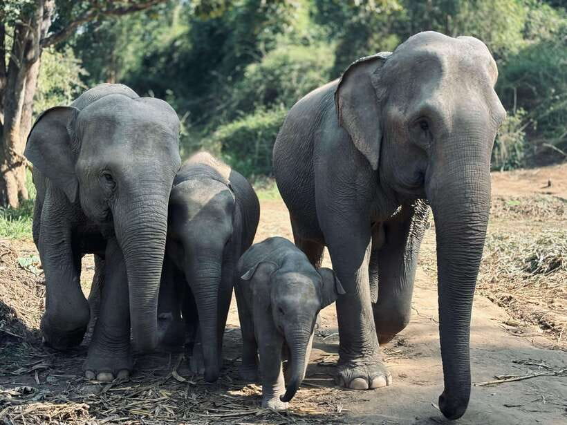 Chiang Mai: Elephant Sanctuary Feeding Program Half-Day Tour - The drive from Chiang Mai: hills, farms, and a slow build