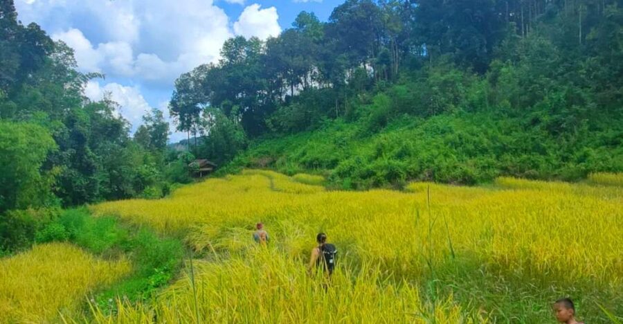 Chiang Mai: Elephant Sanctuary & Jungle Trek w/ Waterfall - First, You Get Into the Mae Wang Rhythm