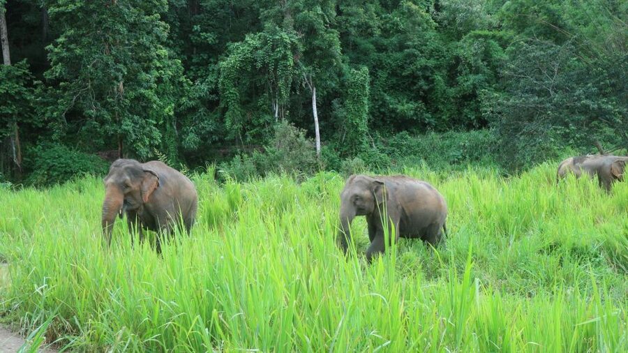 Chiang Mai: Elephant Sanctuary & Jungle Trek w/ Waterfall - Price and Value: How $61 Adds Up