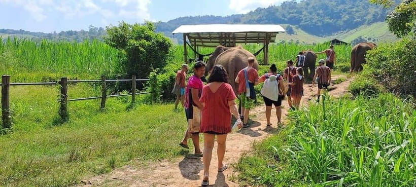 Chiang Mai: Elephant Sanctuary Local Hill Tribe Caretakers - Why This Elephant Sanctuary Day Feels Different in Chiang Mai