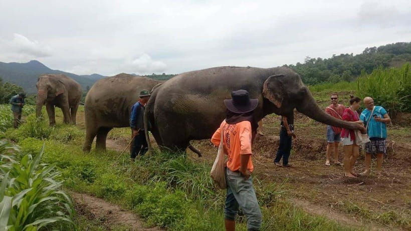 Chiang Mai: Elephant Sanctuary Local Hill Tribe Caretakers - Meeting the elephants: feeding, walking, and mud-bath lessons