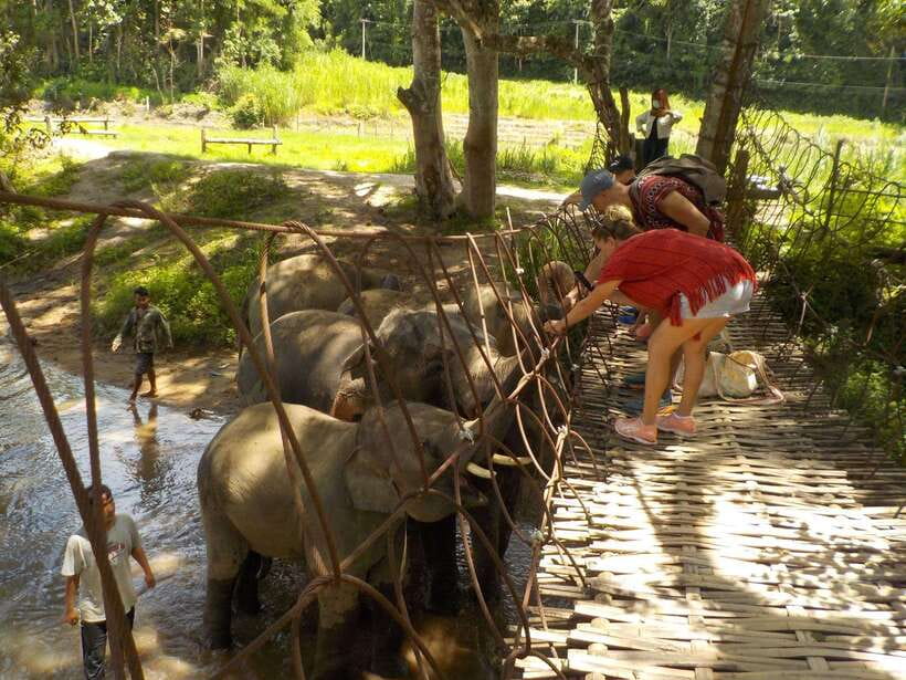 Chiang Mai: Elephant Sanctuary Local Hill Tribe Caretakers - Karen and Hmong way of life: learning with caretakers, not just watching