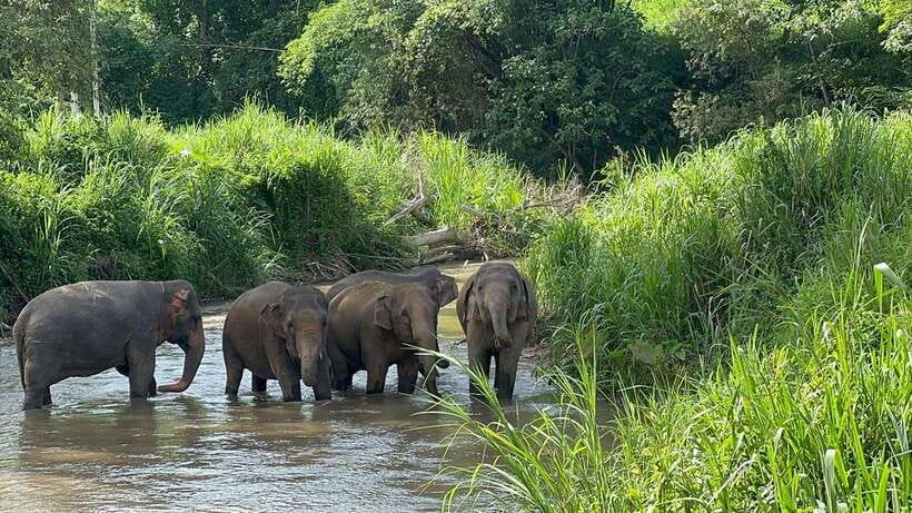 Chiang Mai: Elephant Sanctuary, Monk Trail & Doi Suthep Tour - One-day plan: how the Chiang Mai day really flows