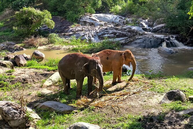 Chiang Mai Elephant Sanctuary Observation and Bamboo Rafting - What the walking feels like (and what to bring)