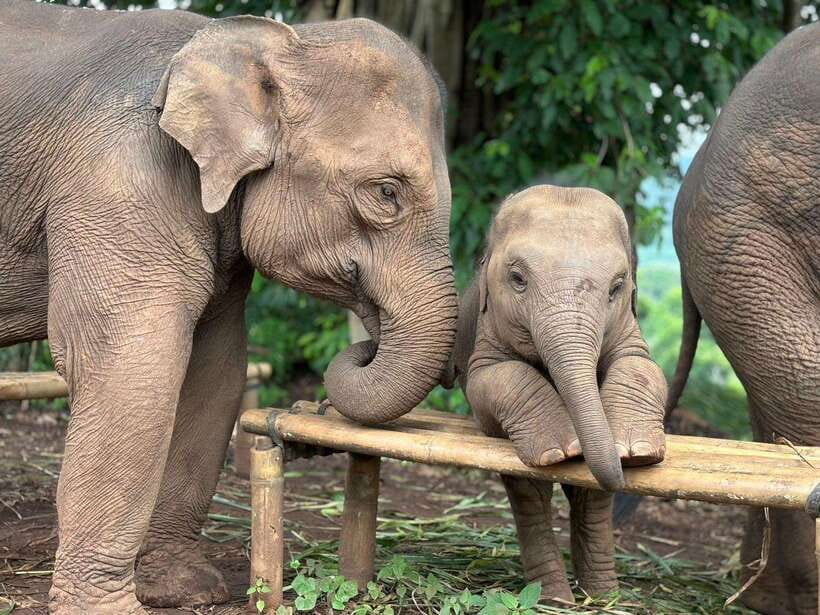Chiang Mai: Elephant Sanctuary, Waterfall & Bamboo Rafting - Key things I’d plan around