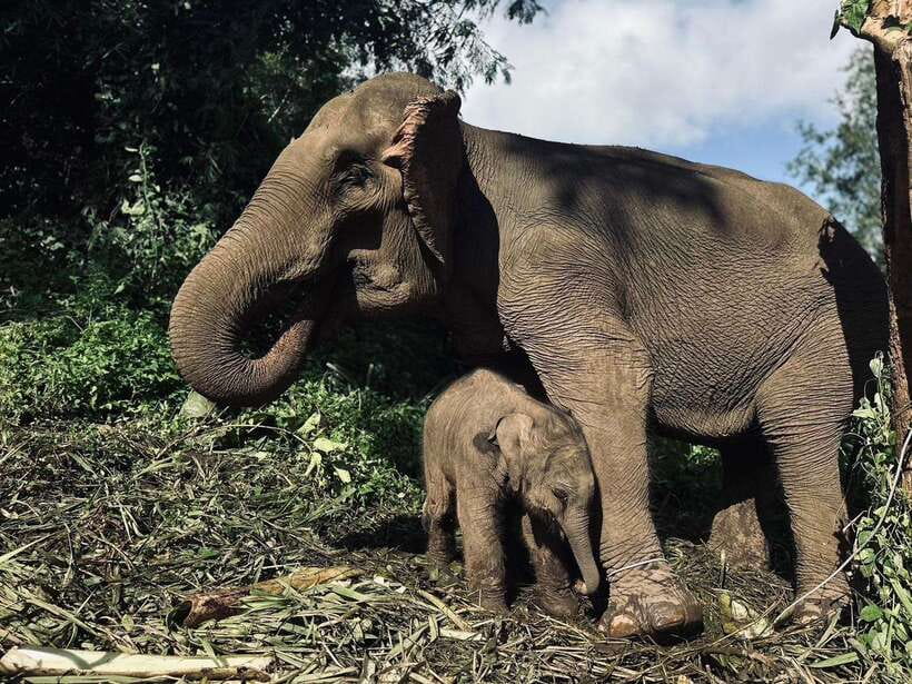 Chiang Mai: Elephant Sanctuary, Waterfall & Bamboo Rafting - Price and What You Actually Get for About $60