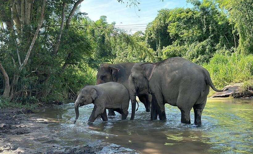 Chiang Mai: Elephant Sanctuary, Waterfall & Bamboo Rafting - Banana Feeding and Elephant Walking: What You Should Do With Your Attention