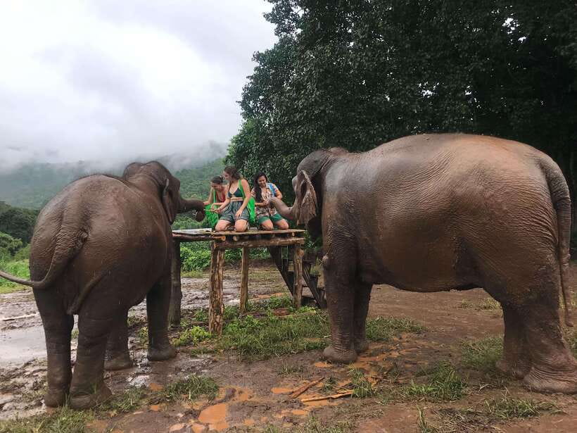 Chiang Mai: Elephant Sanctuary & Waterfall Group Tour - The river bath: cooling elephants in their natural home water