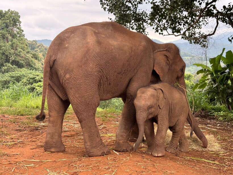 Chiang Mai: Elephant Sanctuary & Waterfall Group Tour - Getting to Maewang: the drive out of Chiang Mai city