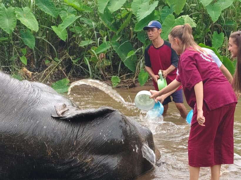 Chiang Mai: Elephants, Sticky Waterfalls, Market and Temple - A Full Chiang Mai Day With Market, Waterfalls, Temple, And Elephants
