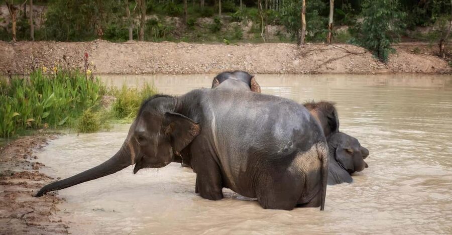 Chiang Mai: Ethical Elephant Encounter Feeding Program - Key highlights you should know