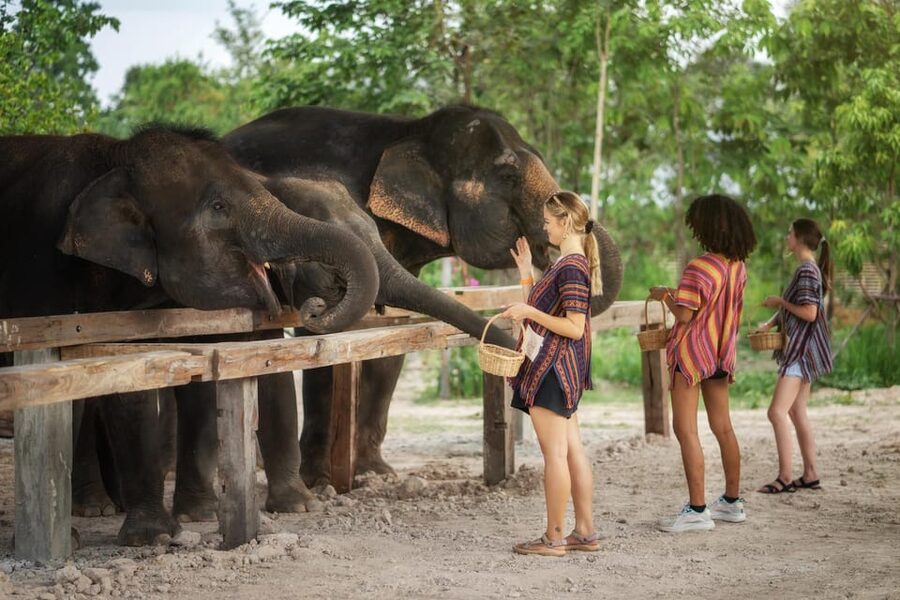 Chiang Mai: Ethical Elephant Encounter Feeding Program - Rules that keep the experience ethical