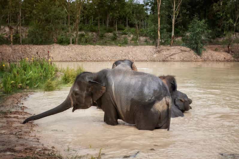 Chiang Mai: Ethical Elephant Encounter Feeding Program - Your 1-hour ethical elephant encounter in Chiang Mai