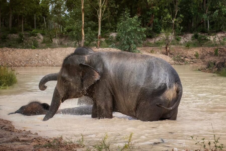 Chiang Mai: Ethical Elephant Encounter Feeding Program - The elephant care lesson you actually get during the tour