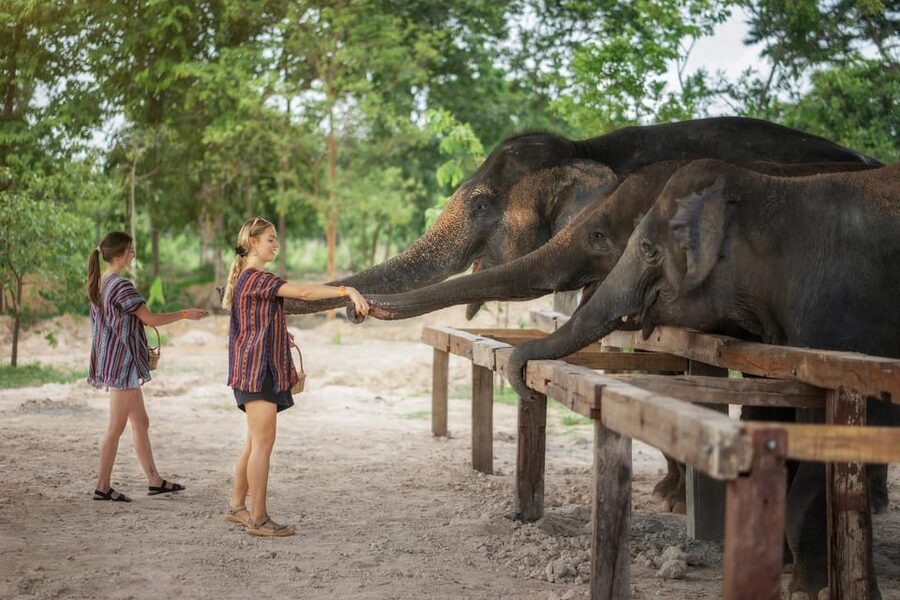 Chiang Mai: Ethical Elephant Encounter Feeding Program - Where the atmosphere fits in: peaceful habitat, not a stampede