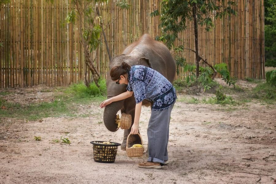 Chiang Mai: Ethical Elephant Encounter Feeding Program - Price and value: what $22 buys you in real terms