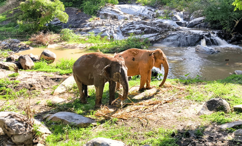 Chiang Mai: Ethical Half Day Elephant Sanctuary & Waterfall - The feeding and observation part: what you do and what you notice