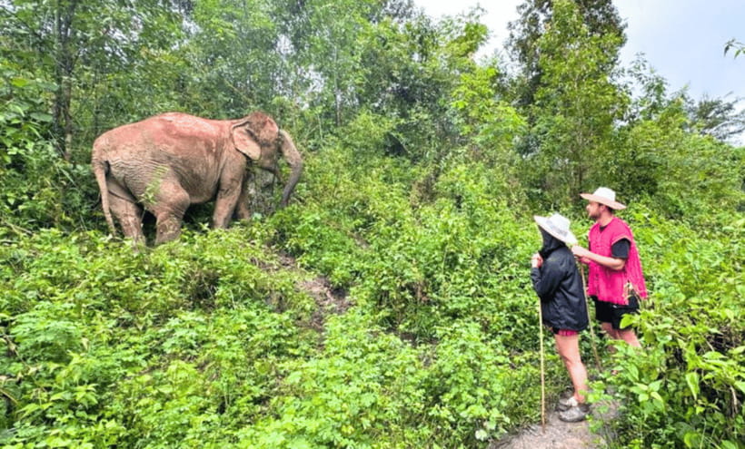Chiang Mai: Ethical Half Day Elephant Sanctuary & Waterfall - Walking alongside the herd: seeing foraging without pressure