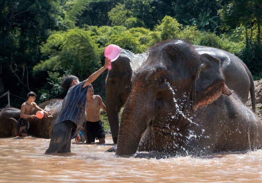 Chiang Mai: Full-Day Kerchor Elephant Eco Park Tour & Trek - Who this tour suits best (and who should reconsider)