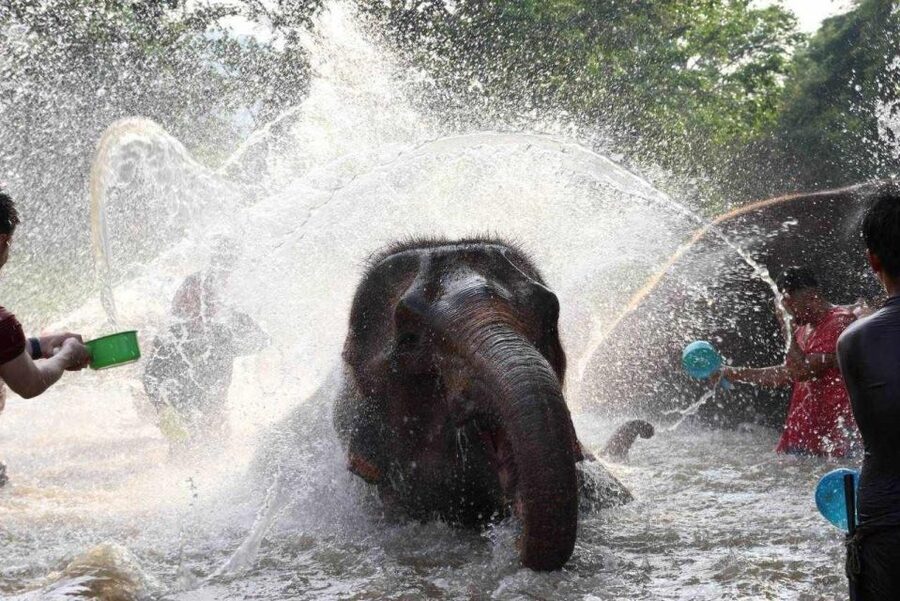 Chiang Mai: Full-Day Kerchor Elephant Eco Park Tour & Trek - Making the herbal medicine ball: a small activity with big meaning