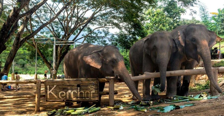 Chiang Mai: Full-Day Kerchor Elephant Eco Park Tour & Trek - The bamboo raft ride: cold water, muddy fun, and solid safety basics