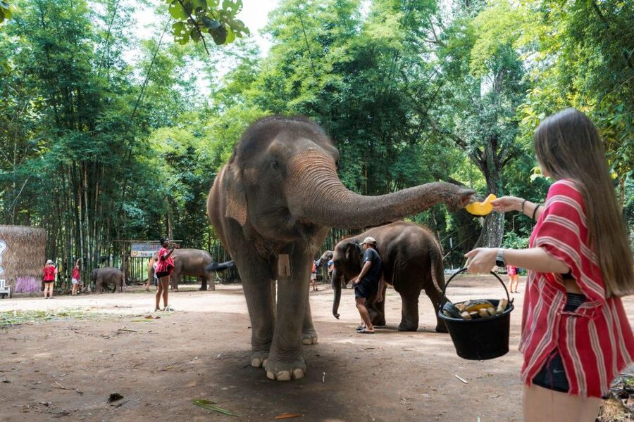 Chiang Mai: Full-Day Kerchor Elephant Eco Park Tour & Trek - Lunch in the park: Thai food outside and a needed break
