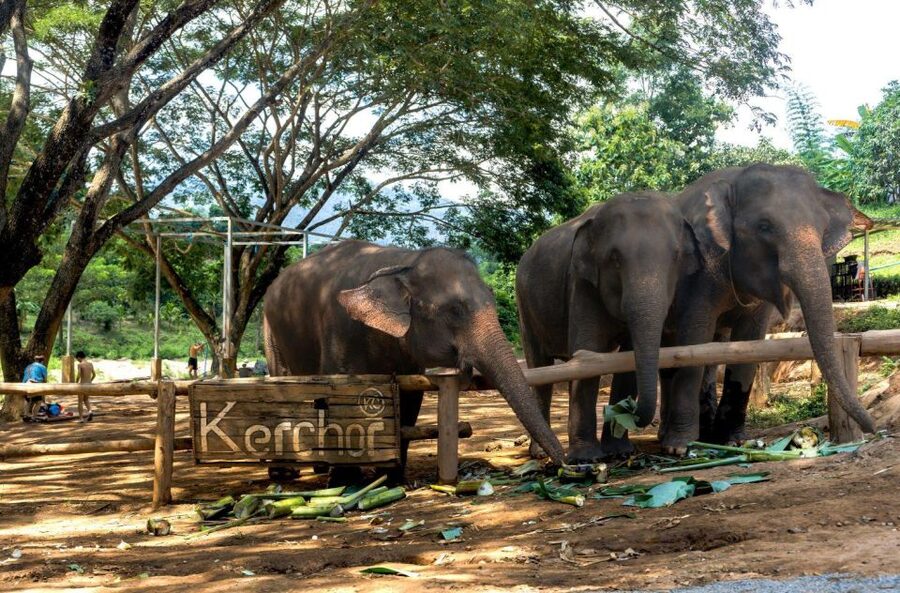 Chiang Mai: Full-Day Kerchor Elephant Eco Park Tour & Trek - Waterfall trek and the swim: stairs, slippery rocks, and a real reward