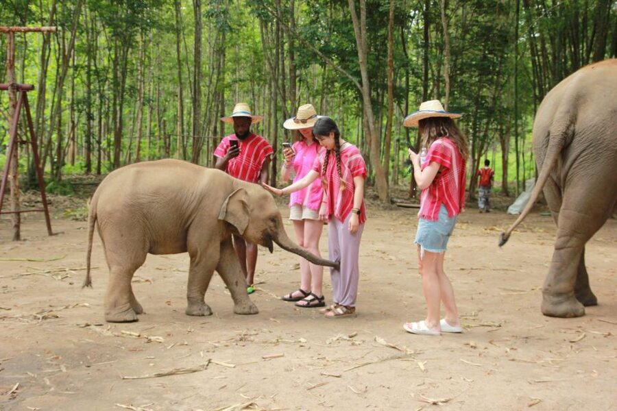 Chiang Mai: Full-Day Kerchor Elephant Eco Park Tour & Trek - Inside the Eco Park: elephants, protection work, and a no-riding setup