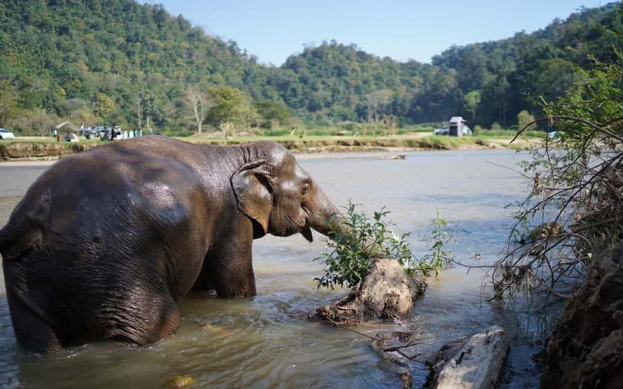 Chiang Mai Half-Day Adventure: River Tubing & Waterfall - Key things I’d zero in on before you book