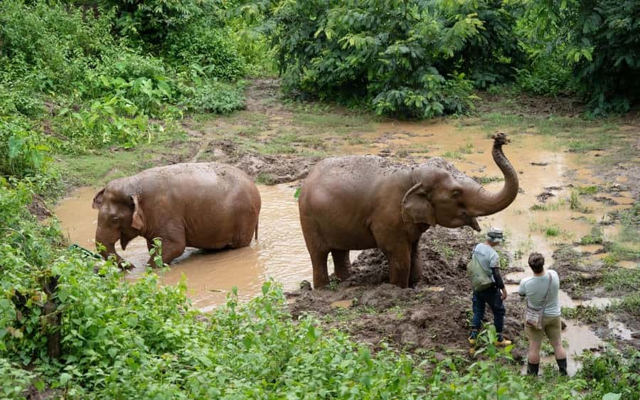 Chiang Mai Half-Day Adventure: River Tubing & Waterfall - Optional elephant feeding at an ethical sanctuary (and why it is worth thinking about)