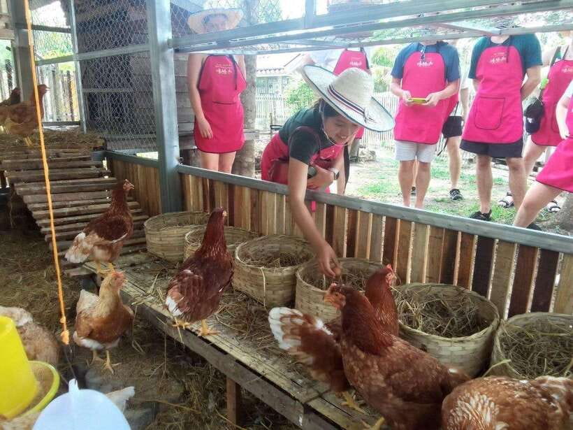 Chiang Mai: Half Day Cooking Class at Organic Farm - Key Points I Think You Should Know
