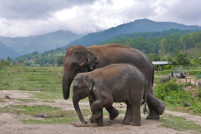 Chiang Mai Half Day Elephant Sanctuary Observation and Waterfall - The walk with elephants: beautiful, but physically demanding