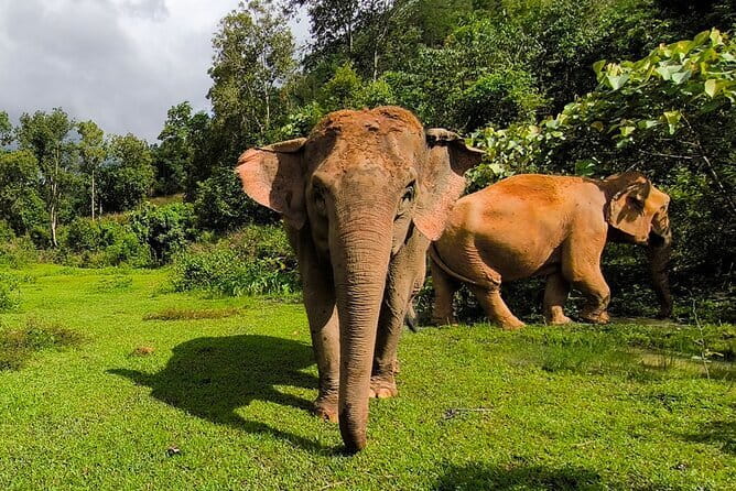 Chiang Mai Half Day Elephant Sanctuary Observation and Waterfall - Lunch and drinks: included, and actually worth it