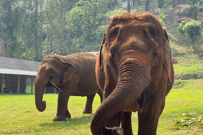 Chiang Mai Half Day Elephant Sanctuary Observation and Waterfall - What “small group” means in real life