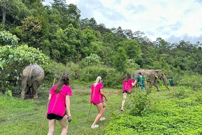 Chiang Mai Half Day Elephant Sanctuary Observation and Waterfall - Thung Luang elephant observation: what the caretakers focus on