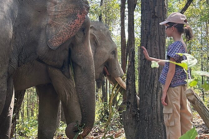Chiang Mai Half Day Tour: Doi Inthanon Elephant Sanctuary - What makes this elephant tour feel ethical (and what to check)