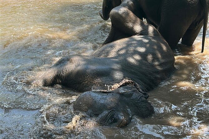 Chiang Mai Half Day Tour: Doi Inthanon Elephant Sanctuary - Price and value: is $55.24 a fair deal?