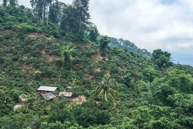 Chiang mai Hike & Downhill Bike Adventure –Suthep National Park - Price and Value: Does THB 250 Change the Math?