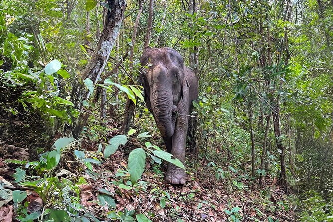 Chiang Mai: Inthanon, Elephant Sanctuary Observation & Waterfall - Key Highlights You Should Know