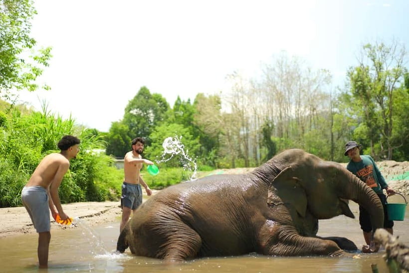 Chiang Mai: Jungle Jumbo Elephant Sanctuary with Waterfall - Who this tour is best for, and who should skip it