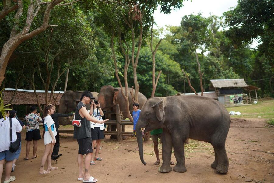Chiang Mai: National Elephant Care, Rafting, & Ziplines Trip - From Chiang Mai pickup to Mae Wang Elephant Habitat Park