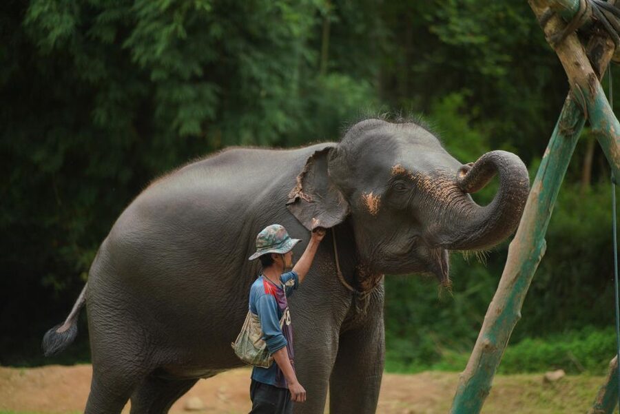 Chiang Mai: National Elephant Care, Rafting, & Ziplines Trip - Lunch by the river: Thai buffet, plenty of fuel