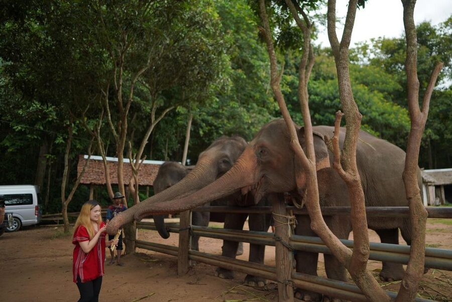 Chiang Mai: National Elephant Care, Rafting, & Ziplines Trip - Guide quality and small group size, the difference you feel