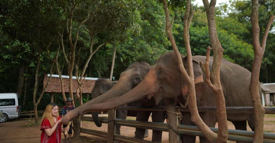 Chiang Mai: National Elephant Care, Rafting, & Ziplines Trip - Elephant time that is built around routine, diet, and care