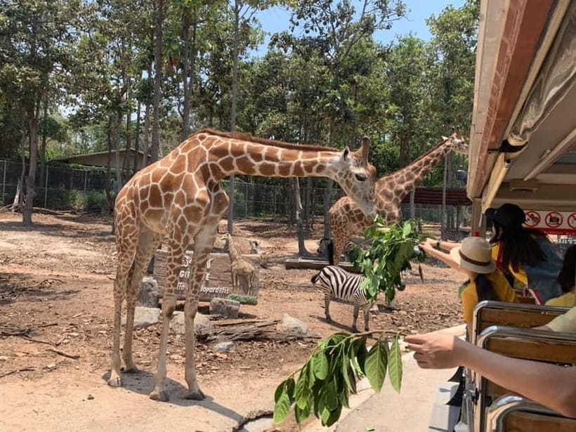Chiang Mai Night Safari: Entry Ticket with Tram Ride - Savanna and Predator Zones From the Guided Open-Air Tram