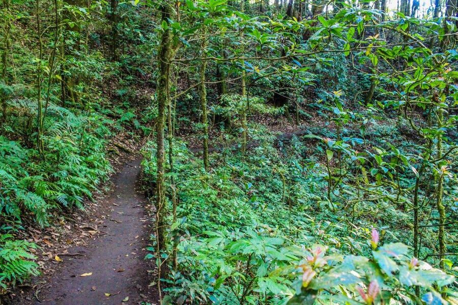 Chiang Mai: Pha Dok Siew Nature Trail & Doi Inthanon Trip - White Karen Coffee Plantation Stop: Why It Feels Like a Culture Break