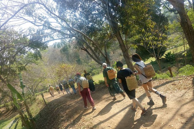 Chiang Mai Private Tour with Tea Plantation, Karen Village, Doi Suthep - Hotel pickup and the 8:00 am start you should plan for
