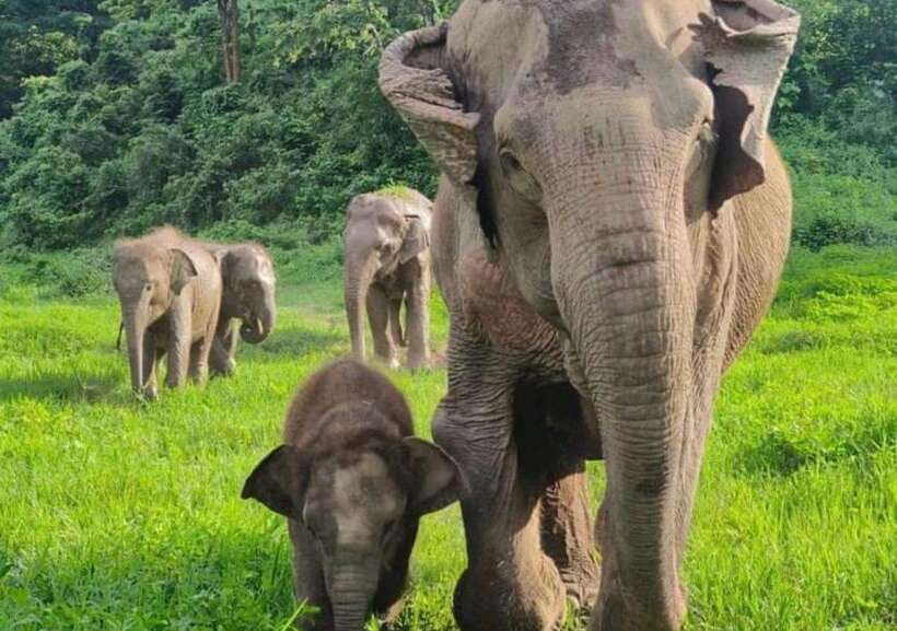Chiang Mai | TeeTee Elephant Home Elephant Care Half-Day - Your elephant care time: feeding, vitamin balls, and guided walking
