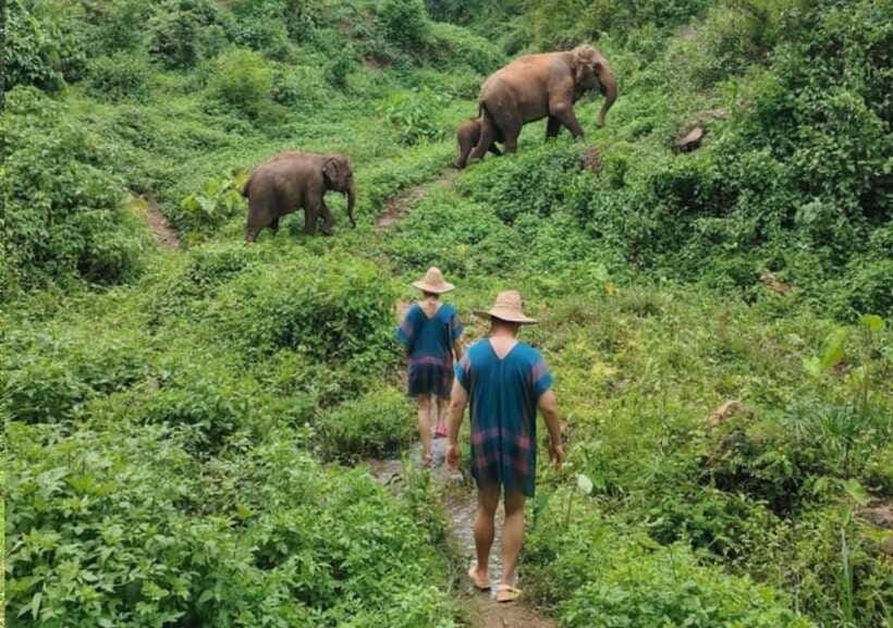 Chiang Mai | TeeTee Elephant Home Elephant Care Half-Day - Shower time and close contact with older elephants