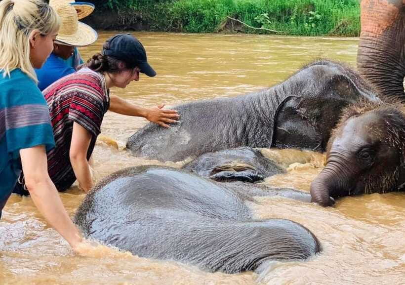 Chiang Mai | TeeTee Elephant Home Elephant Care Half-Day - Wildlife viewing blocks that make the day feel real